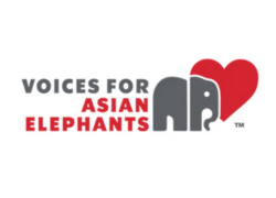 Sangita Iyer- Voices for Asian Elephants Society (VFAES)